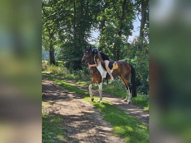 Cheval de sport irlandais Jument 6 Ans 152 cm Pinto in Werlte