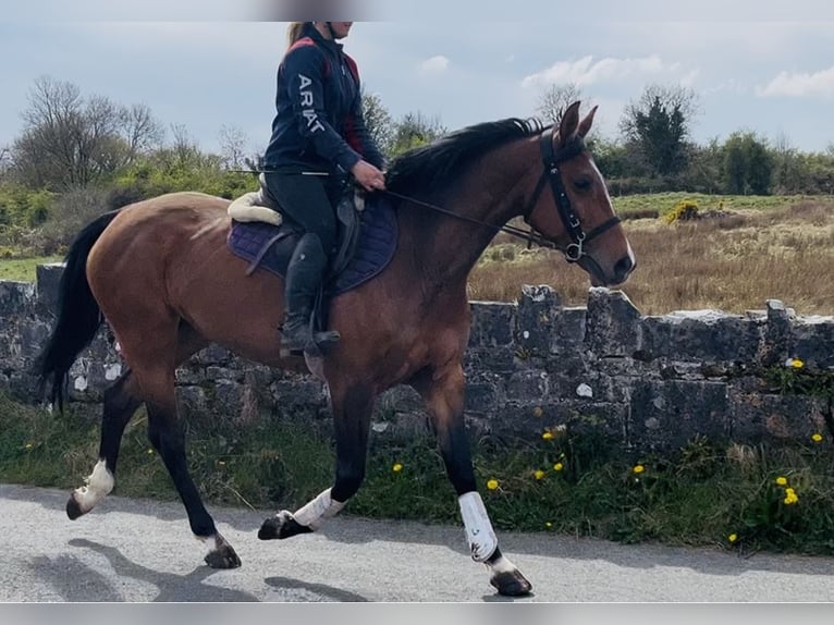 Cheval de sport irlandais Jument 6 Ans 155 cm Bai cerise in Sligo