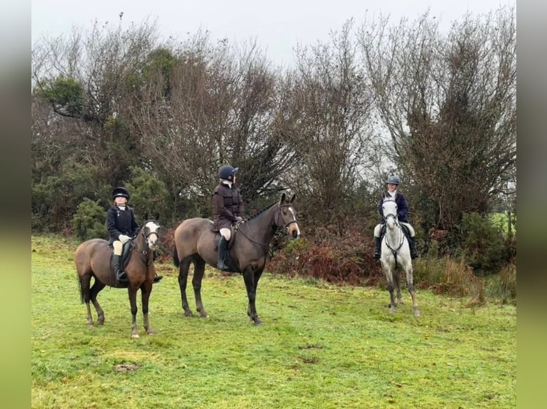 Cheval de sport irlandais Jument 6 Ans 156 cm Bai cerise in Sligo
