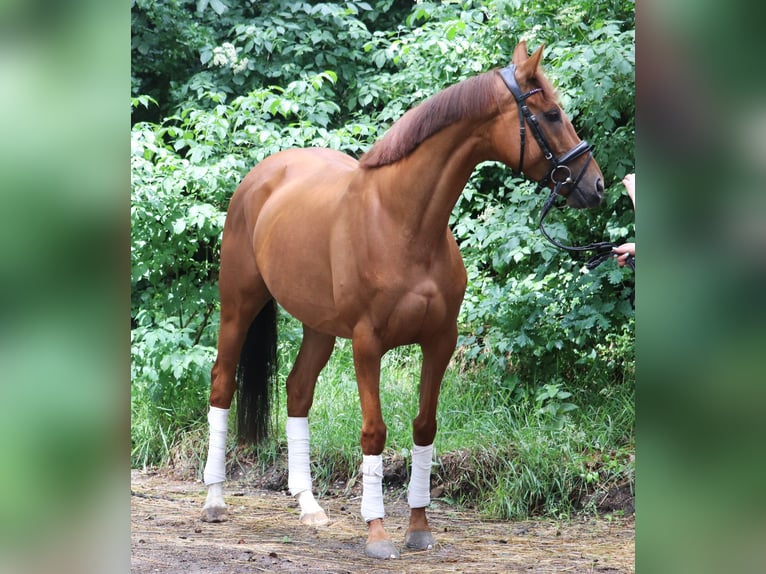 Cheval de sport irlandais Croisé Jument 6 Ans 157 cm Alezan in Uelsen