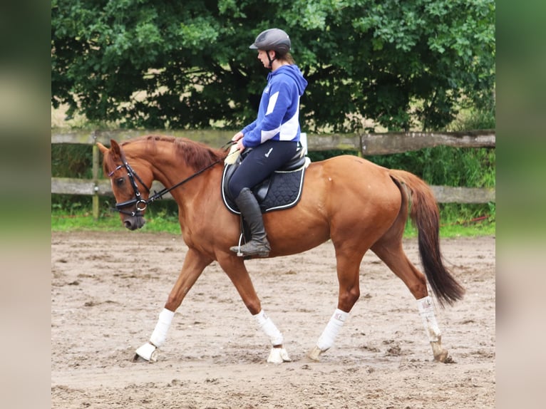 Cheval de sport irlandais Croisé Jument 6 Ans 157 cm Alezan in Uelsen