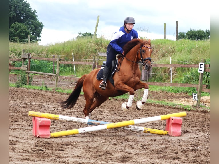 Cheval de sport irlandais Croisé Jument 6 Ans 157 cm Alezan in Uelsen