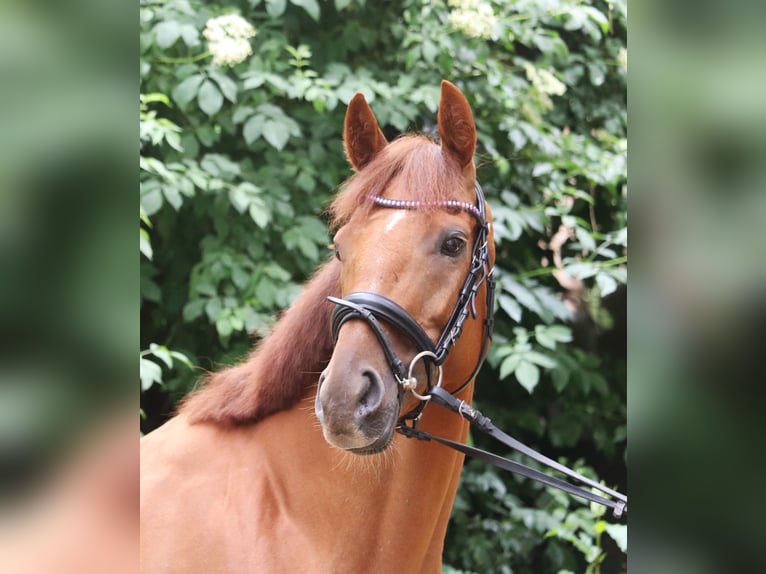 Cheval de sport irlandais Croisé Jument 6 Ans 157 cm Alezan in Uelsen