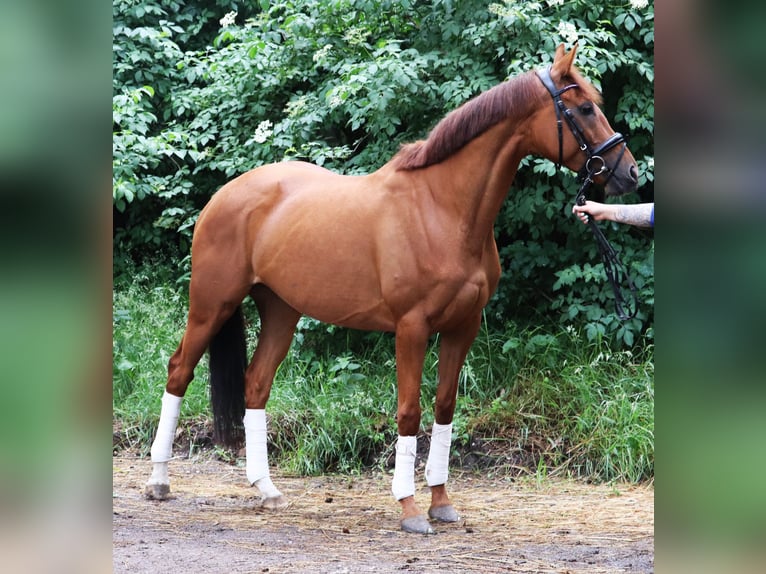 Cheval de sport irlandais Croisé Jument 6 Ans 157 cm Alezan in Uelsen