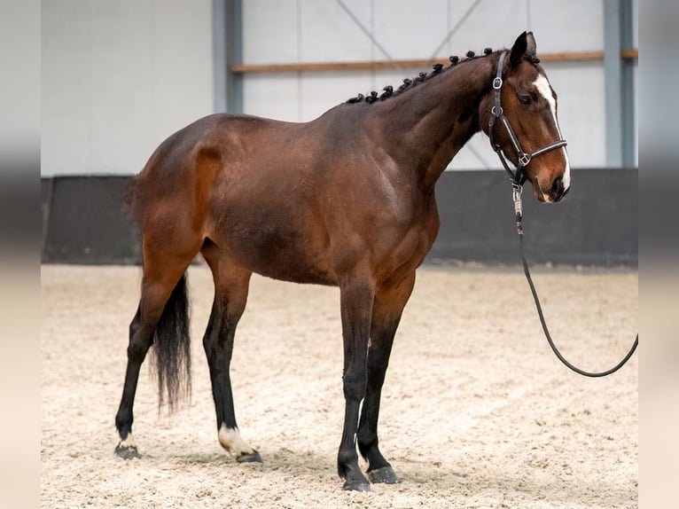 Cheval de sport irlandais Croisé Jument 6 Ans 158 cm Bai in Nettetal