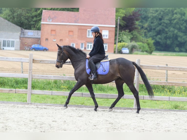 Cheval de sport irlandais Jument 6 Ans 158 cm Noir in Pepingen