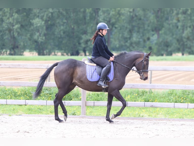 Cheval de sport irlandais Jument 6 Ans 158 cm Noir in Pepingen