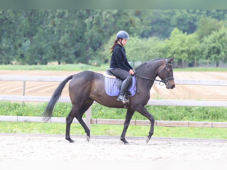 Cheval de sport irlandais Jument 6 Ans 158 cm Noir in Pepingen