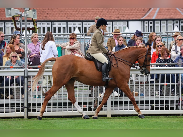 Cheval de sport irlandais Jument 6 Ans 160 cm Alezan brûlé in Carlow