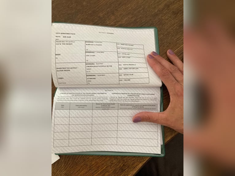 Cheval de sport irlandais Jument 6 Ans 160 cm Gris in Murnau am Staffelsee