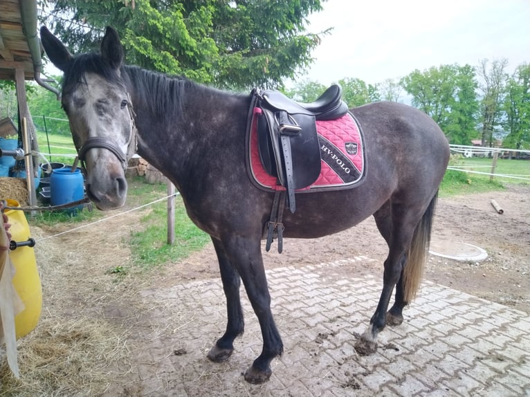Cheval de sport irlandais Jument 6 Ans 160 cm Gris in Murnau am Staffelsee