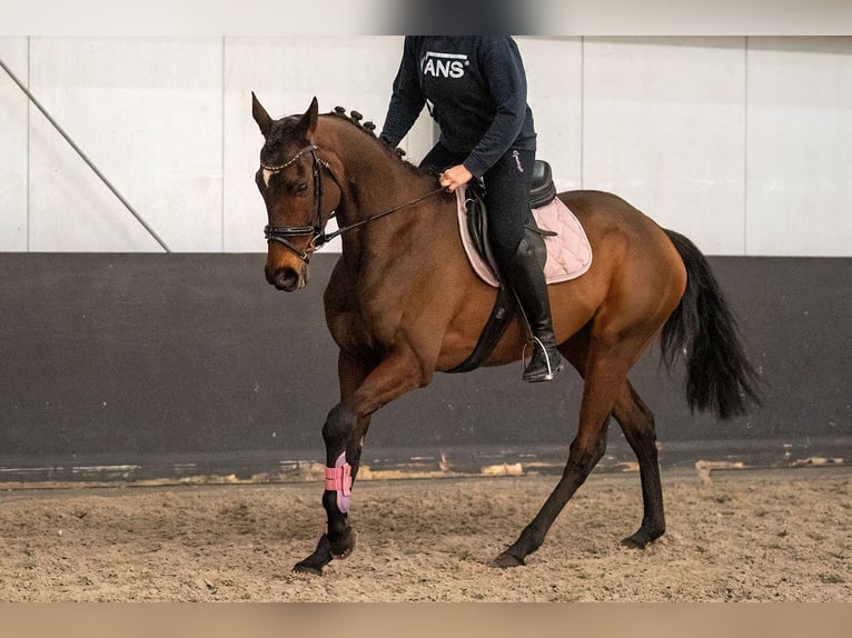 Cheval de sport irlandais Croisé Jument 6 Ans 162 cm  in Nettetal