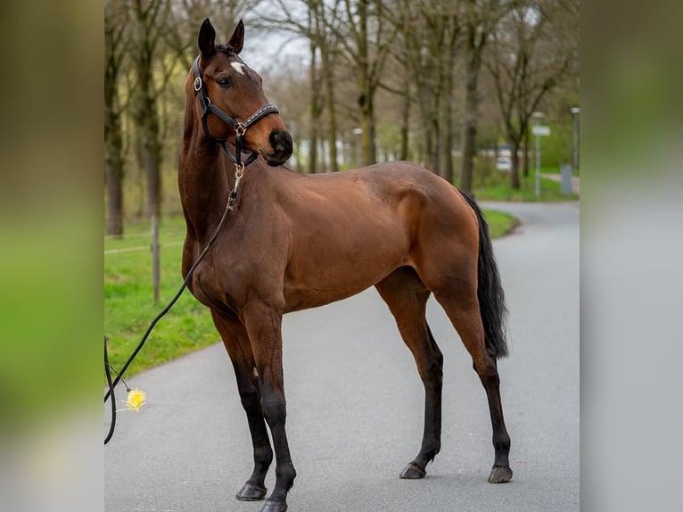 Cheval de sport irlandais Croisé Jument 6 Ans 162 cm  in Nettetal
