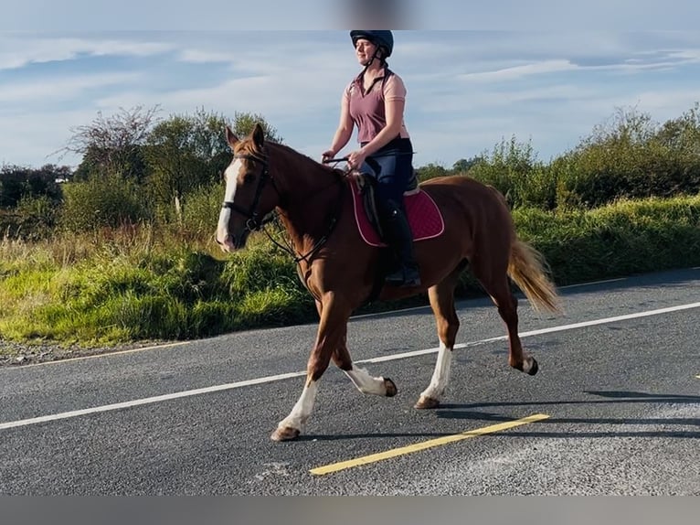 Cheval de sport irlandais Jument 6 Ans 163 cm Alezan brûlé in Sligo