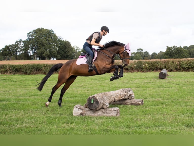 Cheval de sport irlandais Jument 6 Ans 163 cm Bai cerise in London
