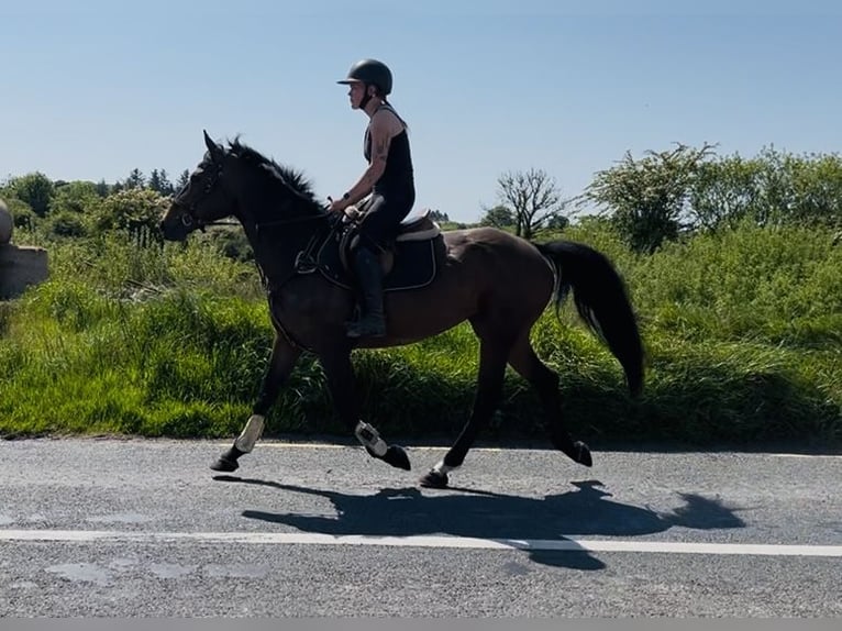 Cheval de sport irlandais Jument 6 Ans 163 cm Bai in Sligo
