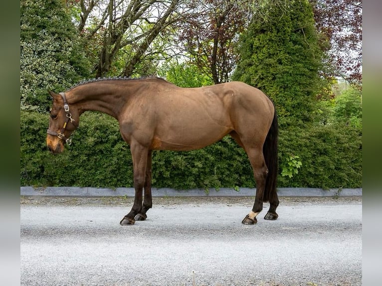 Cheval de sport irlandais Jument 6 Ans 163 cm Bai in Sligo