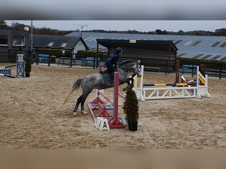 Cheval de sport irlandais Jument 6 Ans 163 cm Gris in Drumshanbo