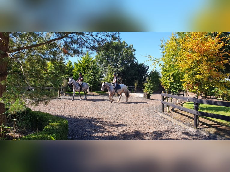 Cheval de sport irlandais Jument 6 Ans 163 cm Gris in Drumshanbo