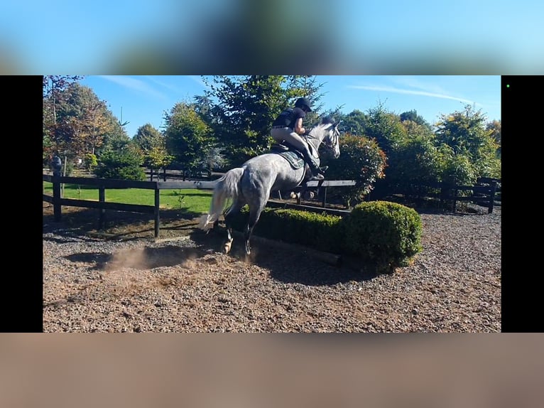 Cheval de sport irlandais Jument 6 Ans 163 cm Gris in Drumshanbo