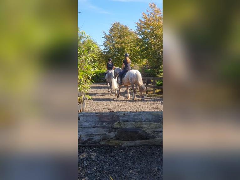 Cheval de sport irlandais Jument 6 Ans 163 cm Gris in Drumshanbo