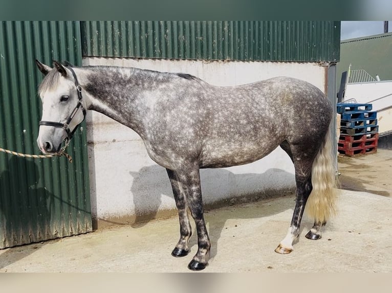 Cheval de sport irlandais Jument 6 Ans 163 cm Gris pommelé in Sligo
