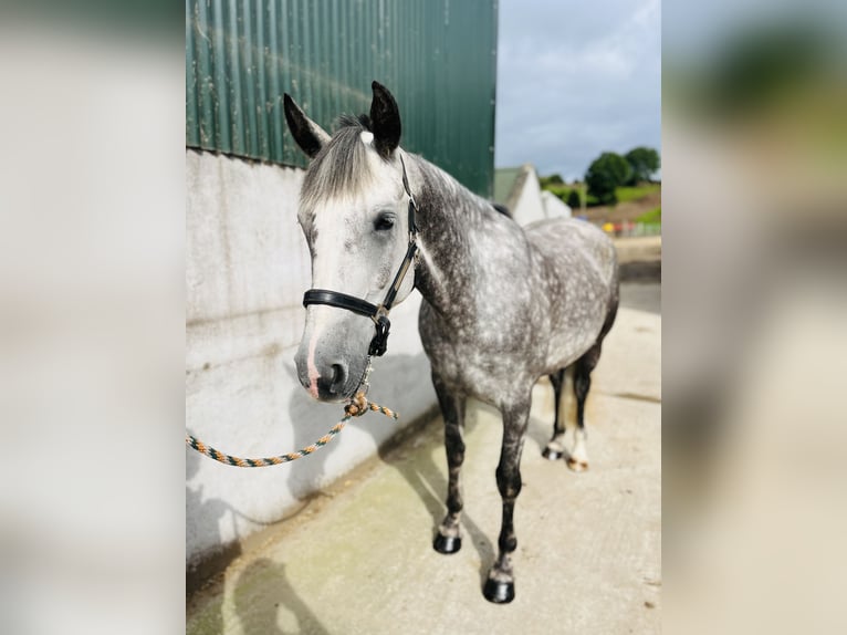 Cheval de sport irlandais Jument 6 Ans 163 cm Gris pommelé in Sligo
