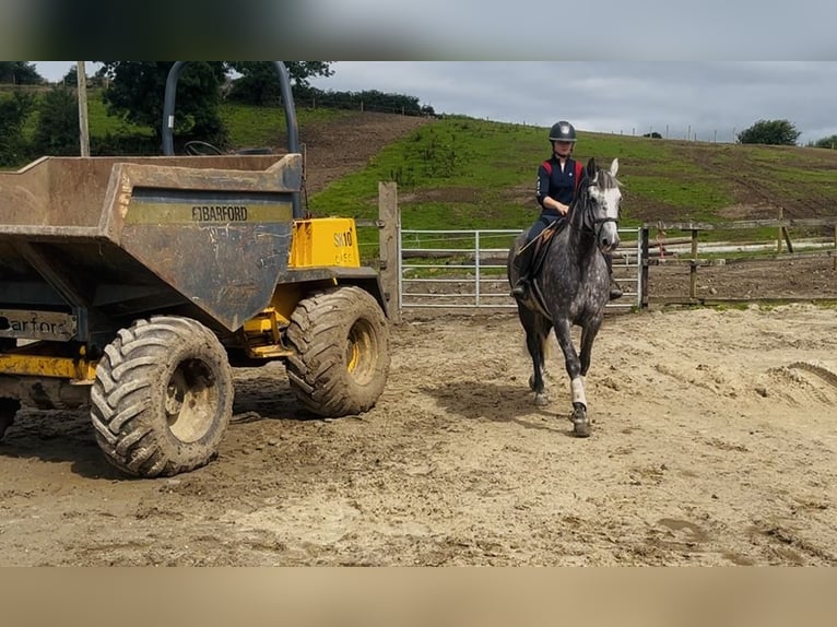 Cheval de sport irlandais Jument 6 Ans 163 cm Gris pommelé in Sligo