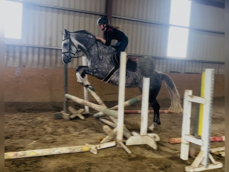 Cheval de sport irlandais Jument 6 Ans 163 cm Gris pommelé in Sligo