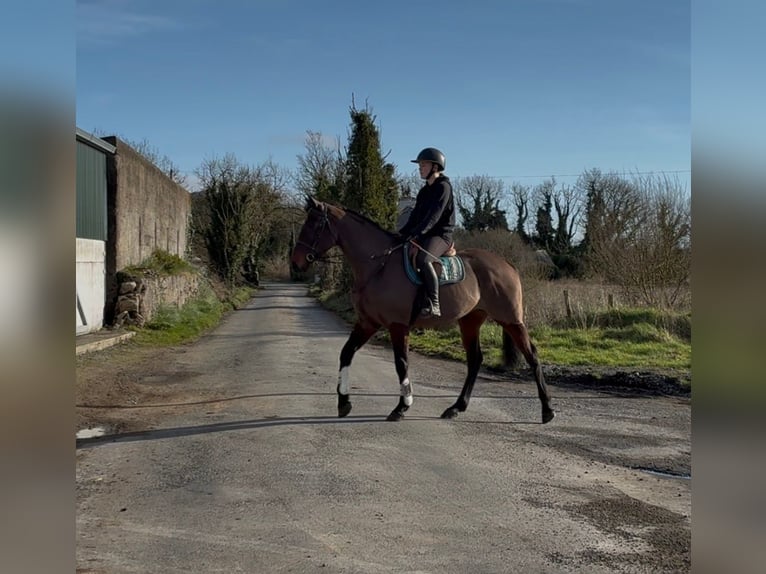 Cheval de sport irlandais Jument 6 Ans 164 cm Bai cerise in Sligo