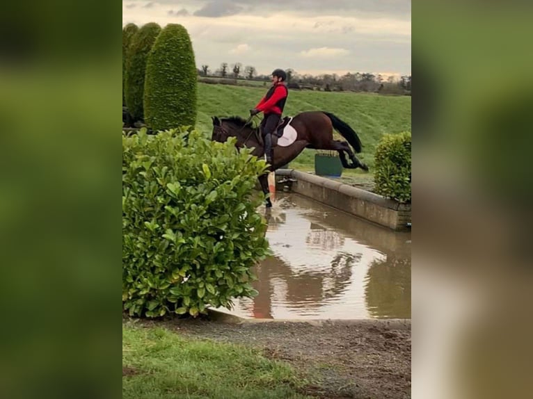 Cheval de sport irlandais Jument 6 Ans 164 cm Bai cerise in Sligo