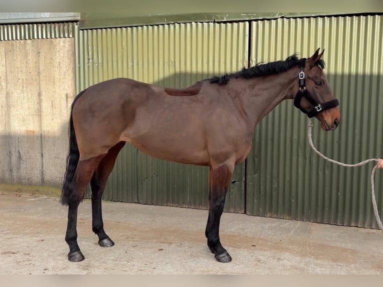 Cheval de sport irlandais Jument 6 Ans 164 cm Bai cerise in Sligo