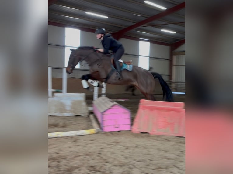 Cheval de sport irlandais Jument 6 Ans 164 cm Bai cerise in Sligo
