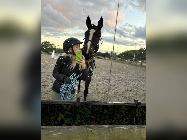 Cheval de sport irlandais Jument 6 Ans 165 cm Bai cerise in London