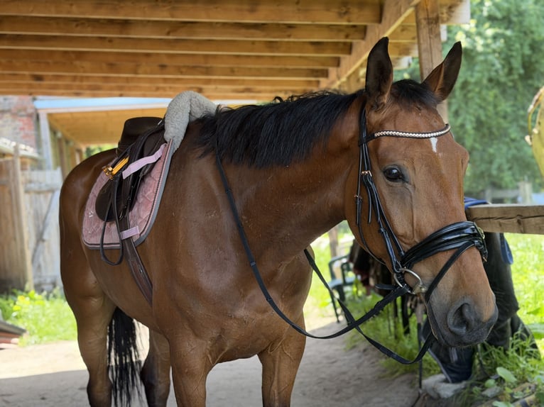 Cheval de sport irlandais Jument 6 Ans 166 cm Bai in Trebbin