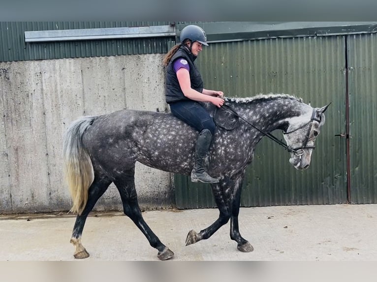 Cheval de sport irlandais Jument 6 Ans 166 cm Gris pommelé in Sligo