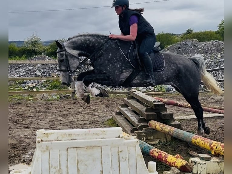 Cheval de sport irlandais Jument 6 Ans 166 cm Gris pommelé in Sligo