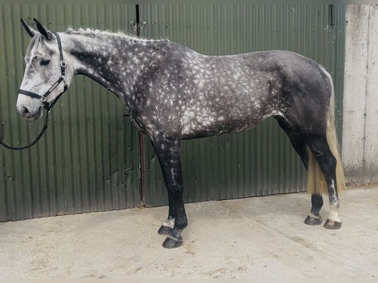 Cheval de sport irlandais Jument 6 Ans 166 cm Gris pommelé in Sligo