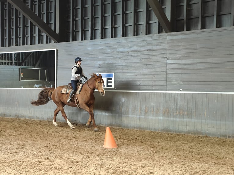Cheval de sport irlandais Jument 6 Ans 167 cm Alezan cuivré in Maarkedal