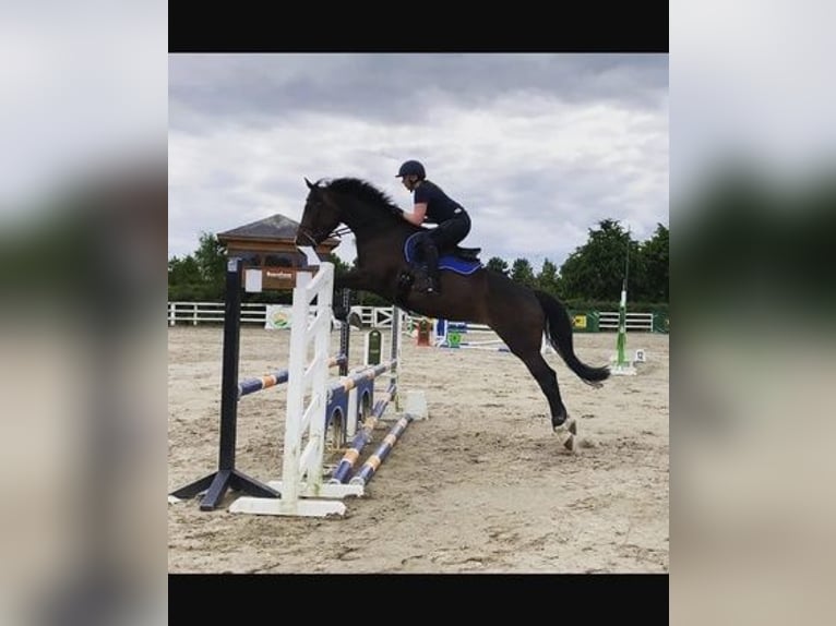 Cheval de sport irlandais Jument 6 Ans 168 cm Bai cerise in Dublin