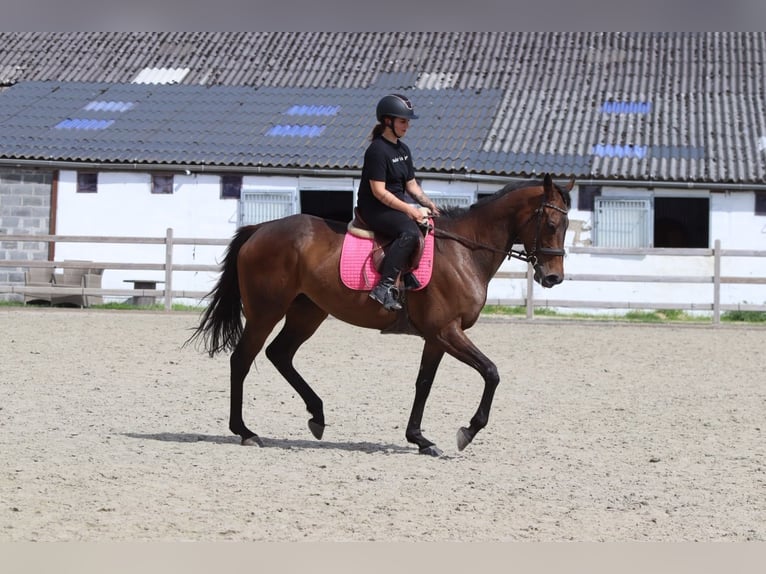 Cheval de sport irlandais Jument 6 Ans 170 cm Bai in Pepingen