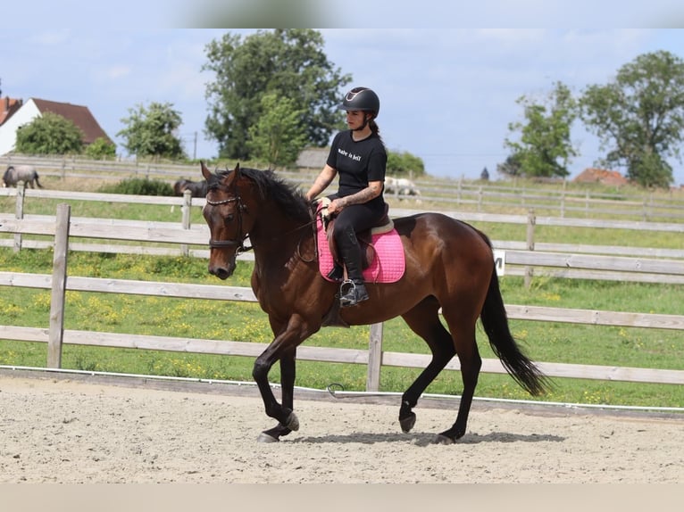 Cheval de sport irlandais Jument 6 Ans 170 cm Bai in Pepingen