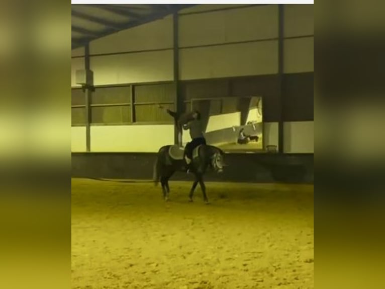 Cheval de sport irlandais Jument 6 Ans 178 cm Gris pommelé in Rheinbach