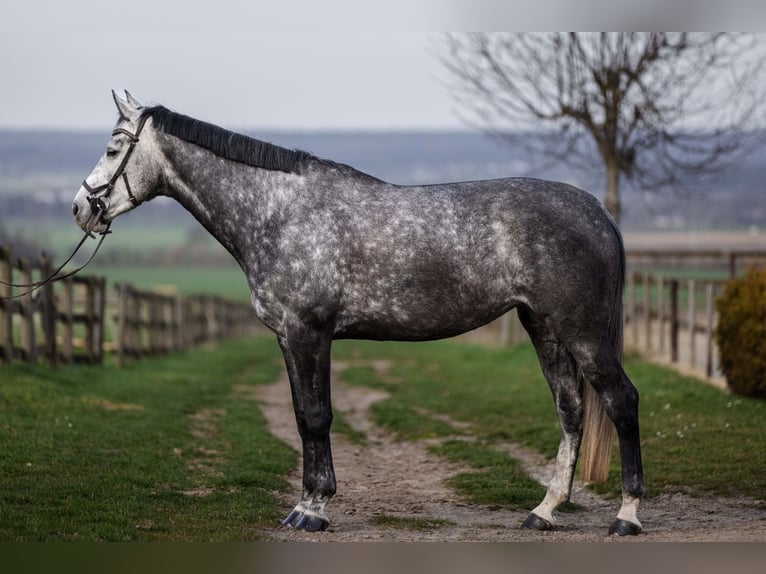 Cheval de sport irlandais Jument 6 Ans 178 cm Gris pommelé in Rheinbach