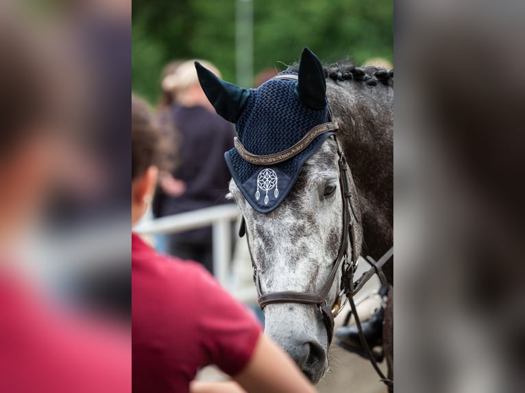 Cheval de sport irlandais Jument 6 Ans 178 cm Gris pommelé in Rheinbach