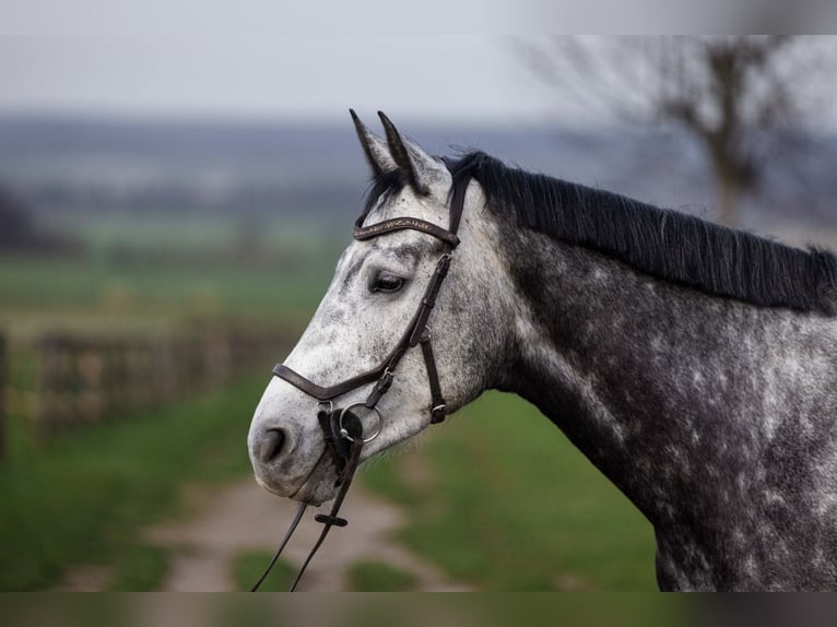 Cheval de sport irlandais Jument 6 Ans 178 cm Gris pommelé in Rheinbach