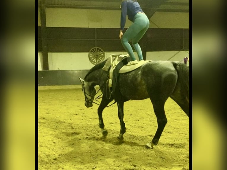 Cheval de sport irlandais Jument 6 Ans 178 cm Gris pommelé in Rheinbach