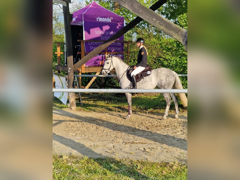 Cheval de sport irlandais Jument 7 Ans 147 cm Gris in Limburg an der Lahn