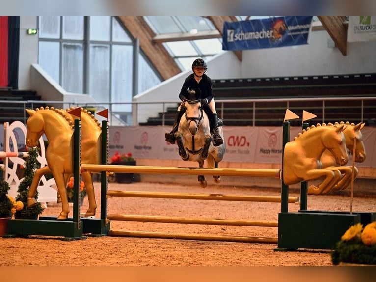 Cheval de sport irlandais Jument 7 Ans 147 cm Gris in Limburg an der Lahn