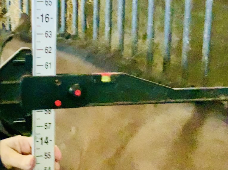 Cheval de sport irlandais Jument 7 Ans 148 cm Bai in Mountrath